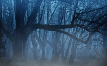 Голые деревья в тумане