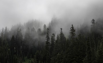 Густой туман в еловом лесу