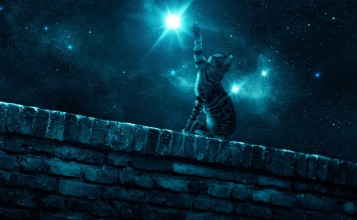 Кот ловит звезды лапой