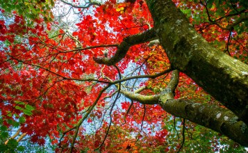 Красные и зеленые листья на дереве