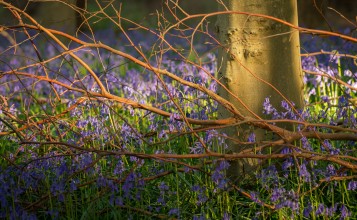Мелкие фиолетовые цветы под деревом