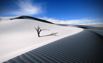Одинокое дерево в дюнах