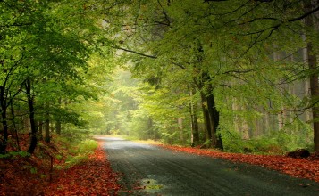 Опавшие листья вдоль дороги в лесу