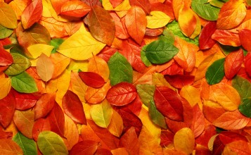 Осенний ковер из листьев