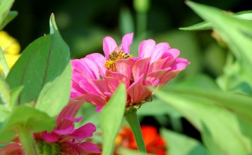 Пчелка в розовом цветке