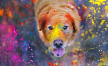 Пес в краске