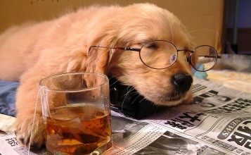 Пес в очках