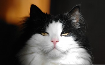 Пушистая черно-белая кошка