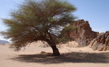 Пышное дерево в пустыне