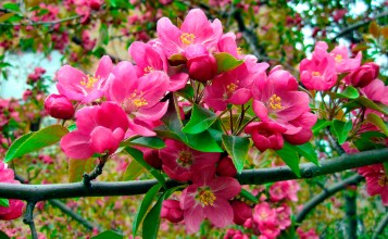 Пышные розовые цветы на ветке дерева