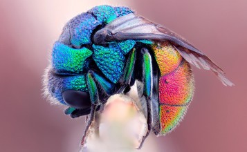 Разноцветная муха