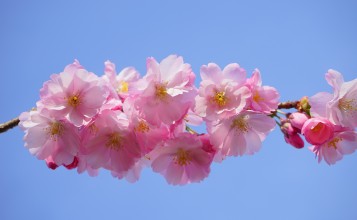 Розовые цветы японской вишни