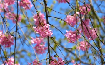 Розовые весенние цветы на ветке дерева