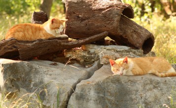 Рыжие коты спят на природе
