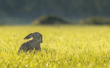 Серый заяц в траве