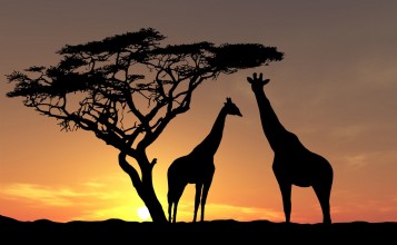 Силуэты жирафов на фоне заката