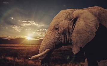 Слон на фоне заката