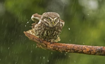 Сова под дождем