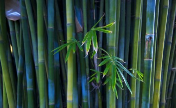 Стебли и листья бамбука