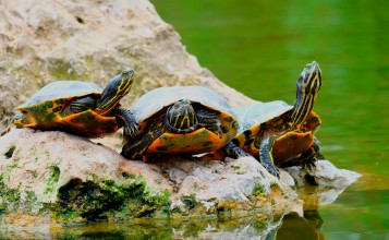 Три черепахи на камне