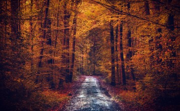 Узкая дорога в желтом осеннем лесу