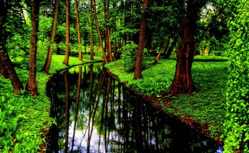 Узкий канал между деревьев