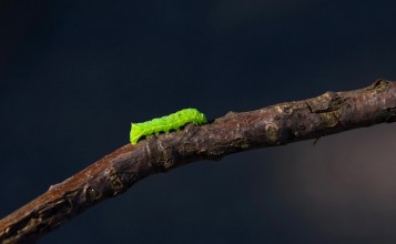 Зеленая гусеница
