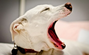 Зевающий пес