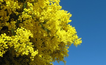 Желтая мимоза на фоне неба