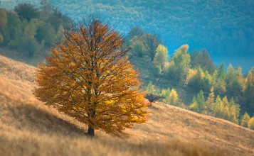 Желтое дерево на склоне холма