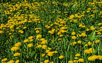 Желтые одуванчики в зеленой траве