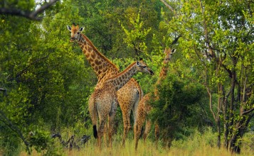 Жирафы между деревьев
