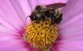 Пчелка в цветке