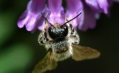 Пчела пьет нектар из фиолетового цветка