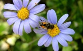 Пчела в голубых цветах
