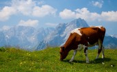 Альпийская корова