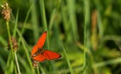 Бабочка на травинке