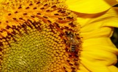 Пчела в желтом цветке подсолнуха