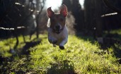 Бегущий пес в прыжке
