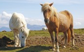 Белая и коричневая лошадь пасутся в поле