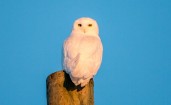 Белая сова на бревне