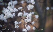 Белые цветы на дереве весной