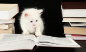 Белый пушистый котенок и раскрытая книга