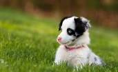 Белый щенок с голубыми глазами