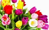 Букет ярких тюльпанов
