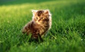 Серый котенок в траве
