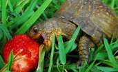 Черепаха грызет ягоду