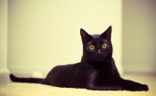 Черная кошка с широко открытыми глазами