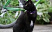 Черная кошка в фиолетовом ошейнике