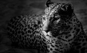 Черно белый леопард